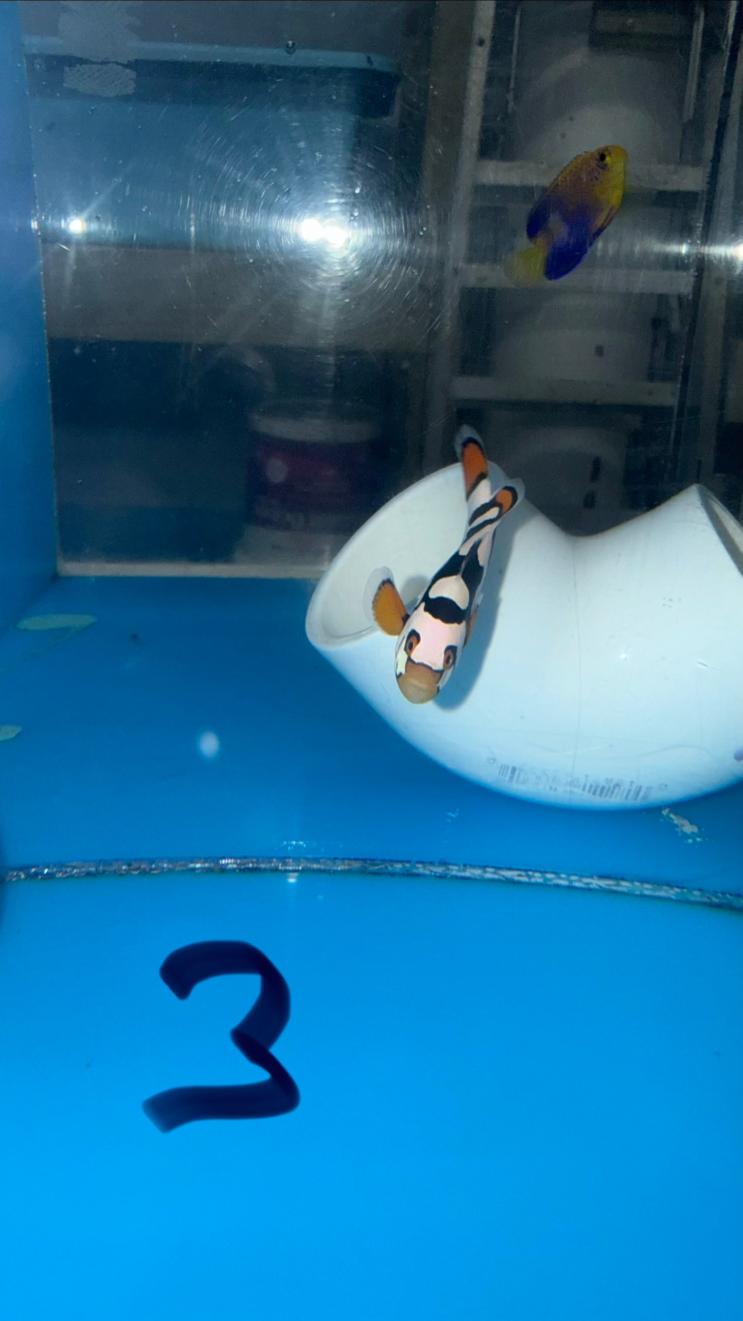 BA Black Helmet Picasso Clownfish 3-4 cm-WYSIWYG #3