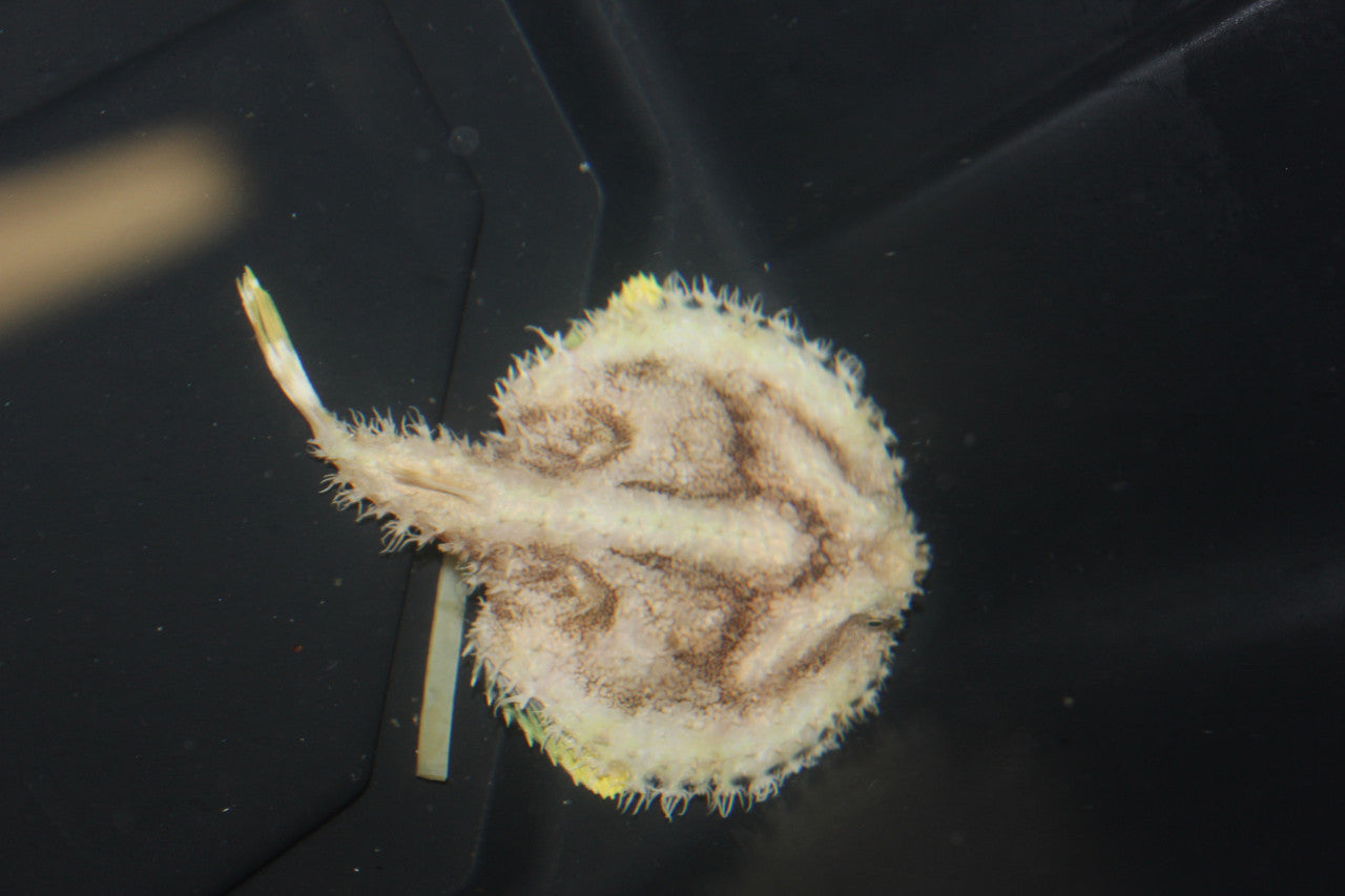 Starry Batfish | Halieutaea stellata-(3" disk)