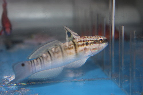 Banded (Bullet) Goby