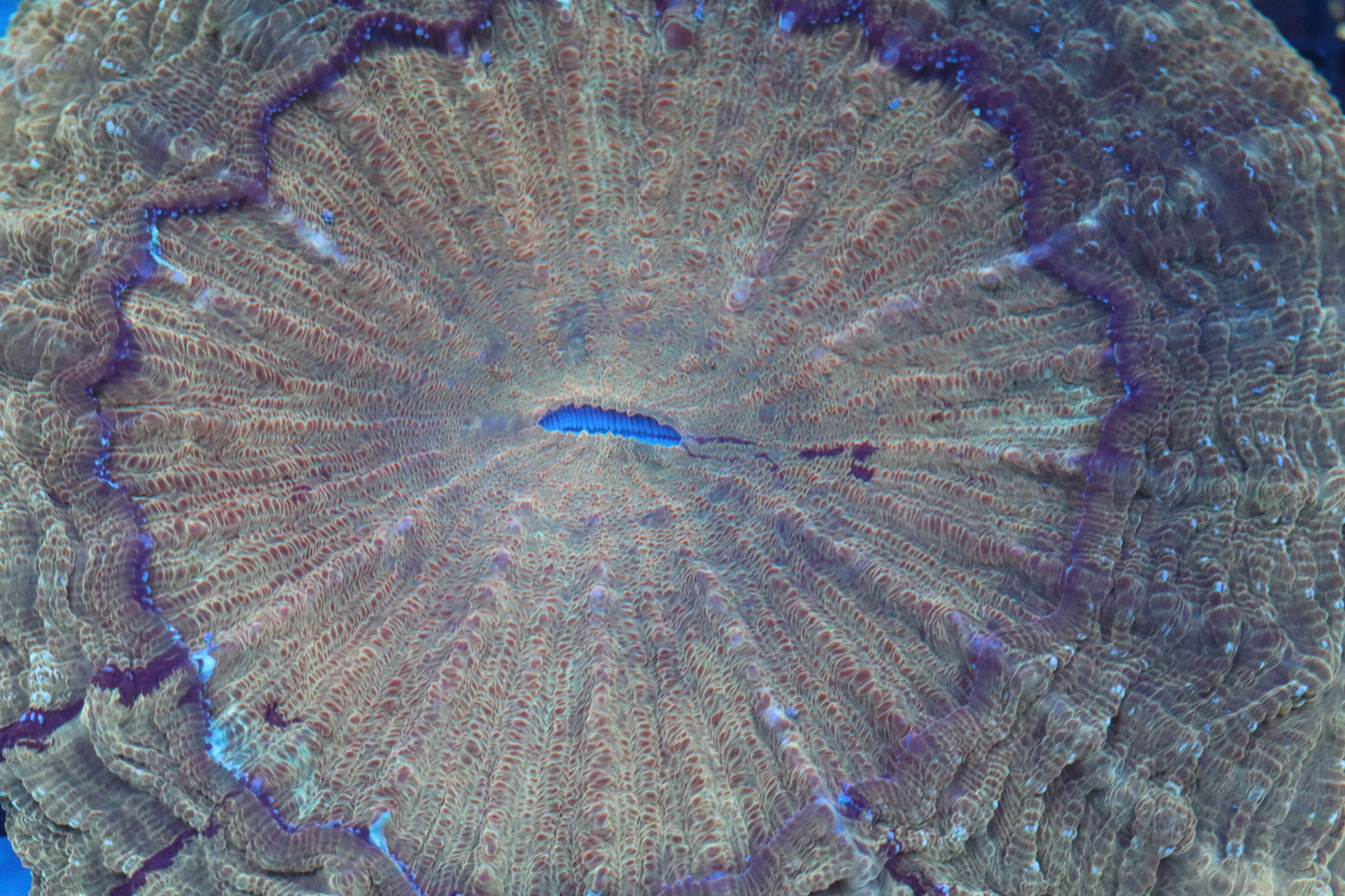 Ultra Acanthophyllia (D63) Show Size 7"