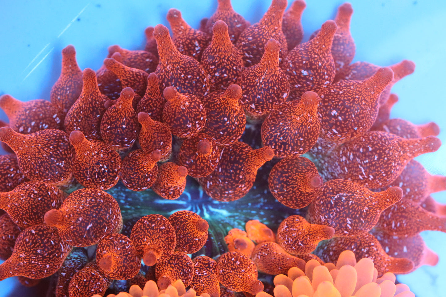 Sparkle Rose Bubble Tip Anemone 2"