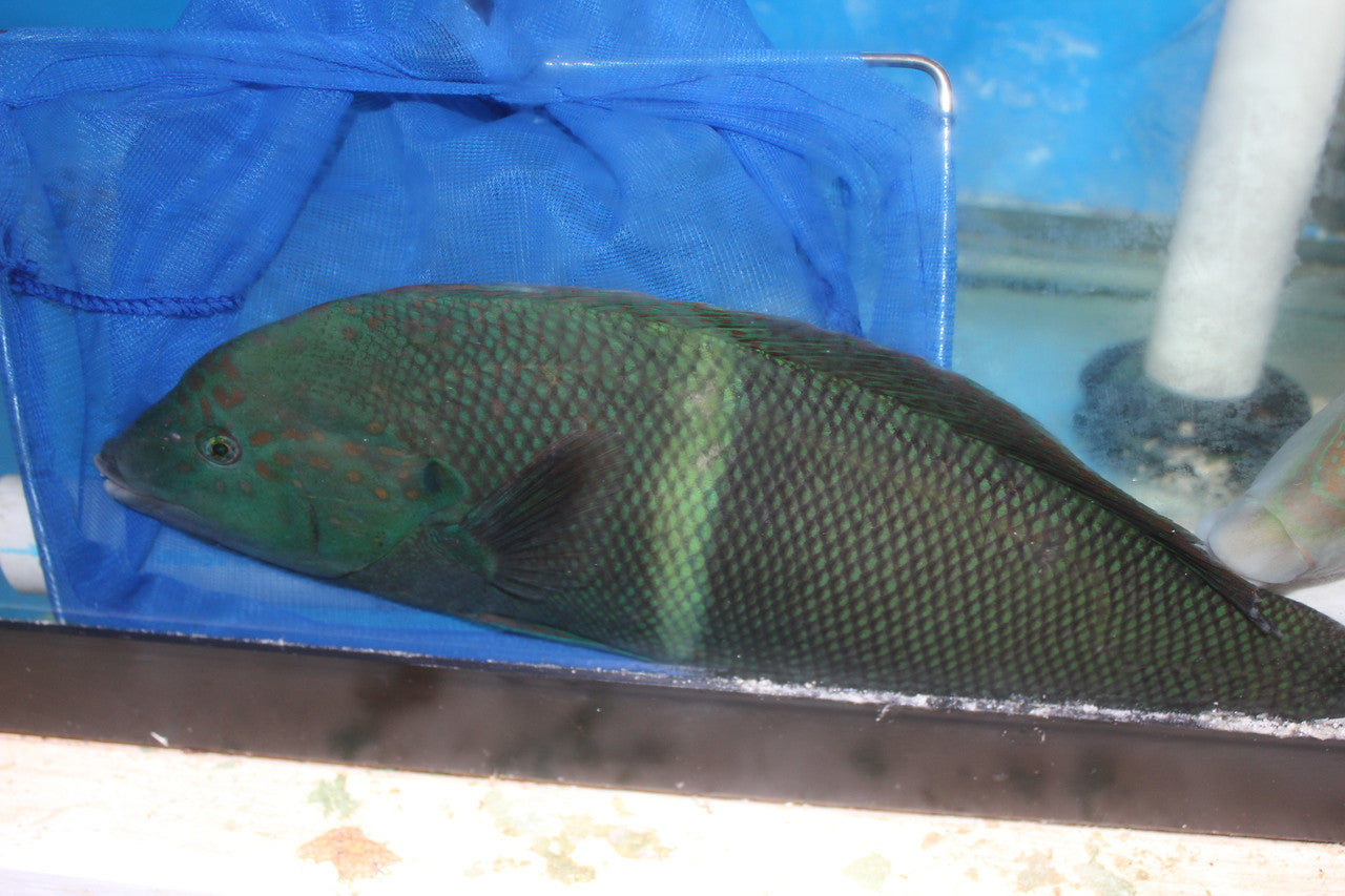 Twinspot Coris (Clown Coris) Wrasse, 13" Taiwan