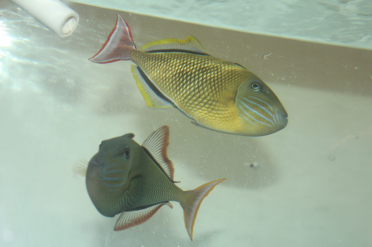 Crosshatch Trigger (Xanthichthys mento)- (7-8" Pair)