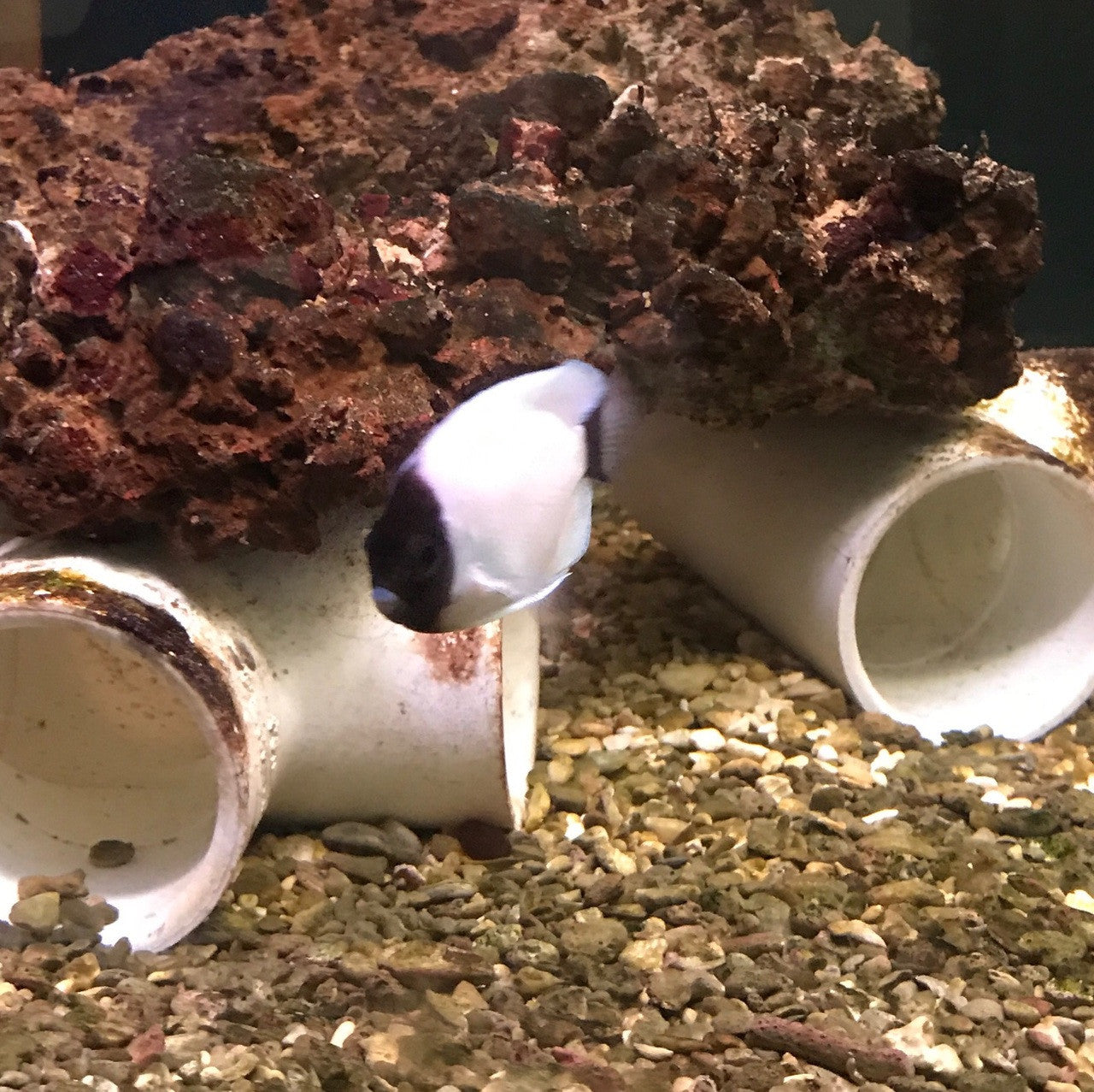 Masked Angelfish (Genicanthus personatus)