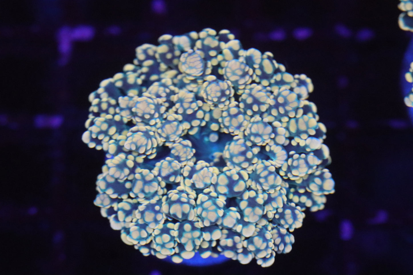 Orange Frogspawn (A103)