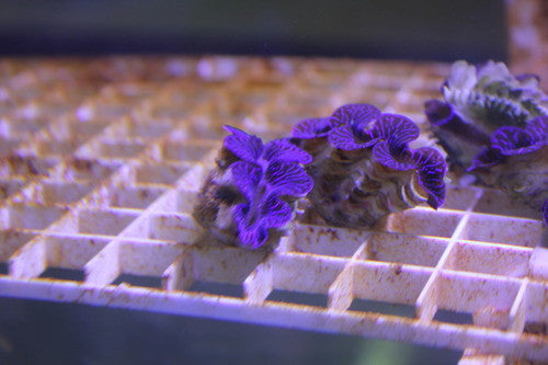 Blue Maxima Clam | Tridacna maxima (2-3")