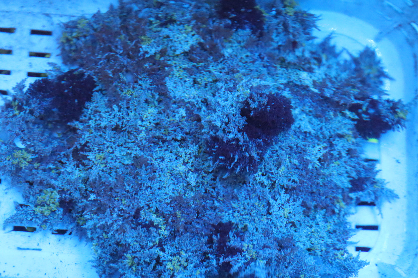 Purple & Green Hellfire Anemone 4"