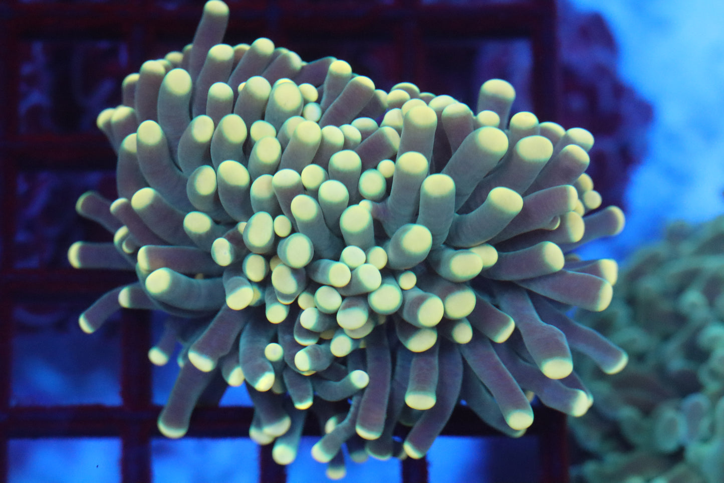 Gold Tip Aussie Torch (C30)