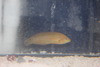 Richmond's (Blue Line) Wrasse | Halichoeres richmondi