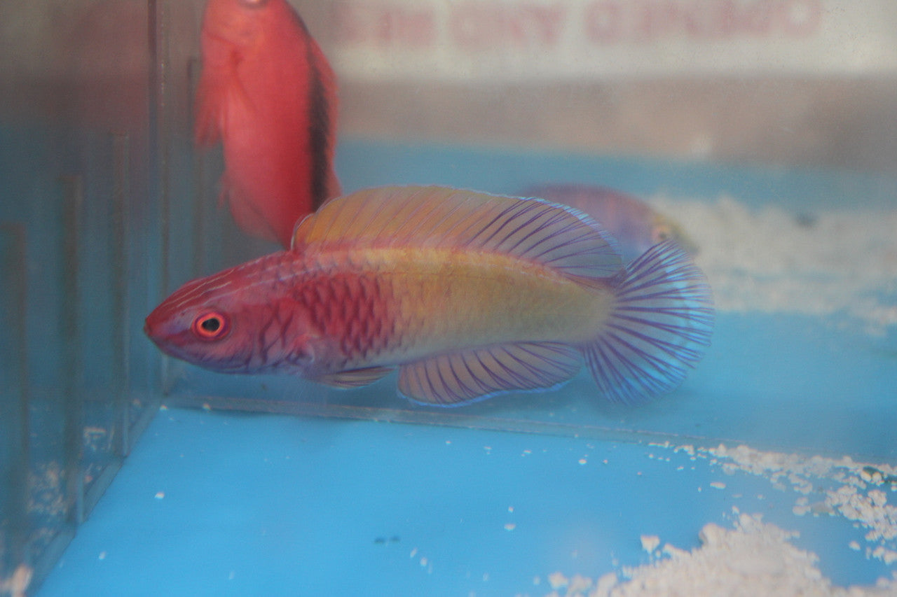 Rosy Scales Fairy Wrasse | Cirrhilabrus rubrisquamis (XL Male)