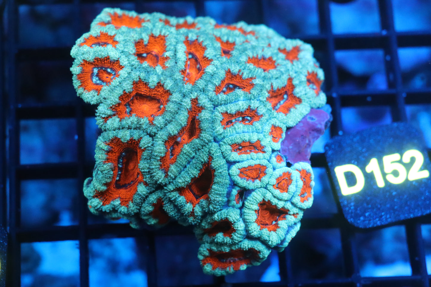 Micromussa Lord Colony (D152)