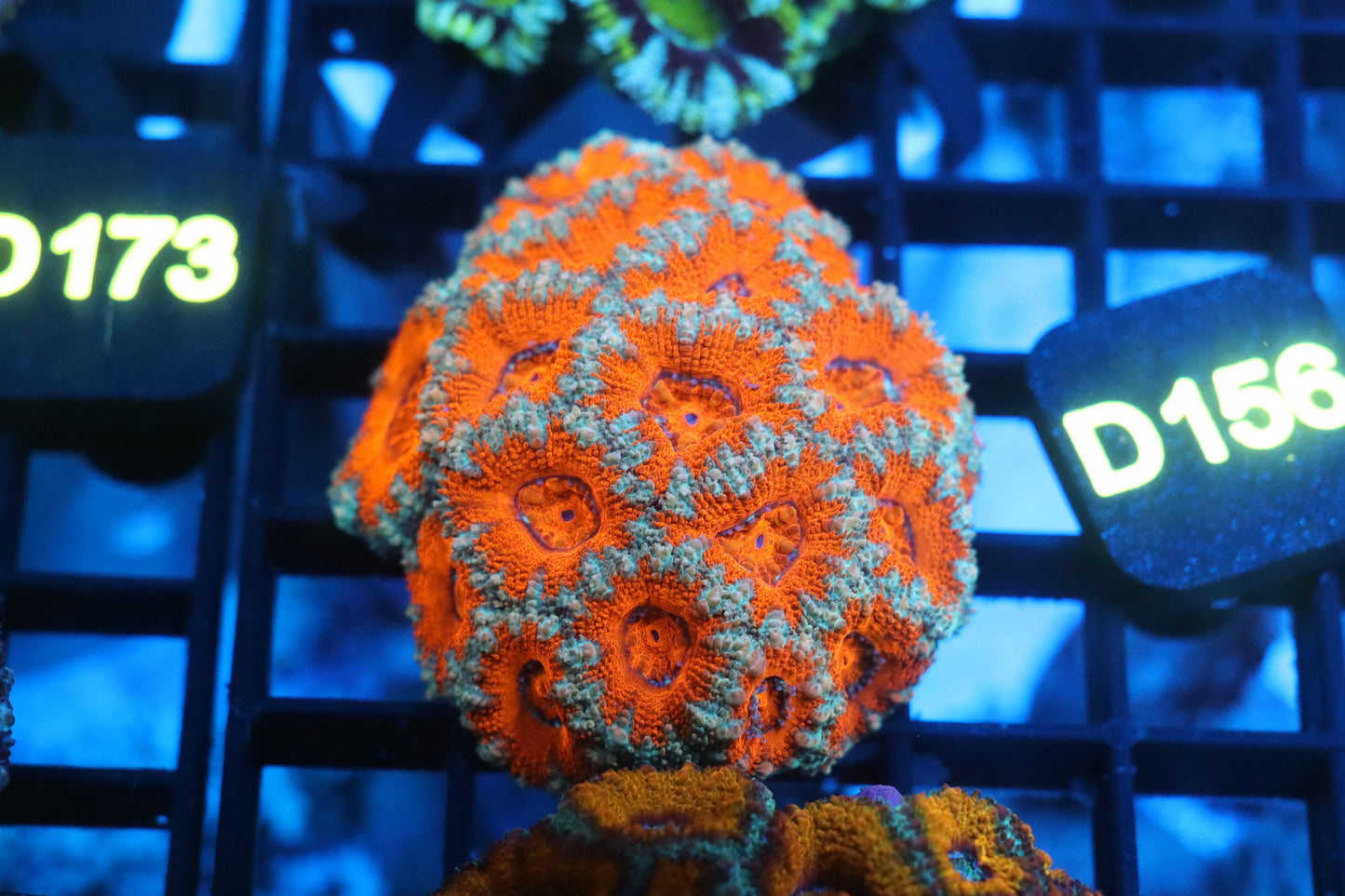 Micromussa Lord Colony (D156)