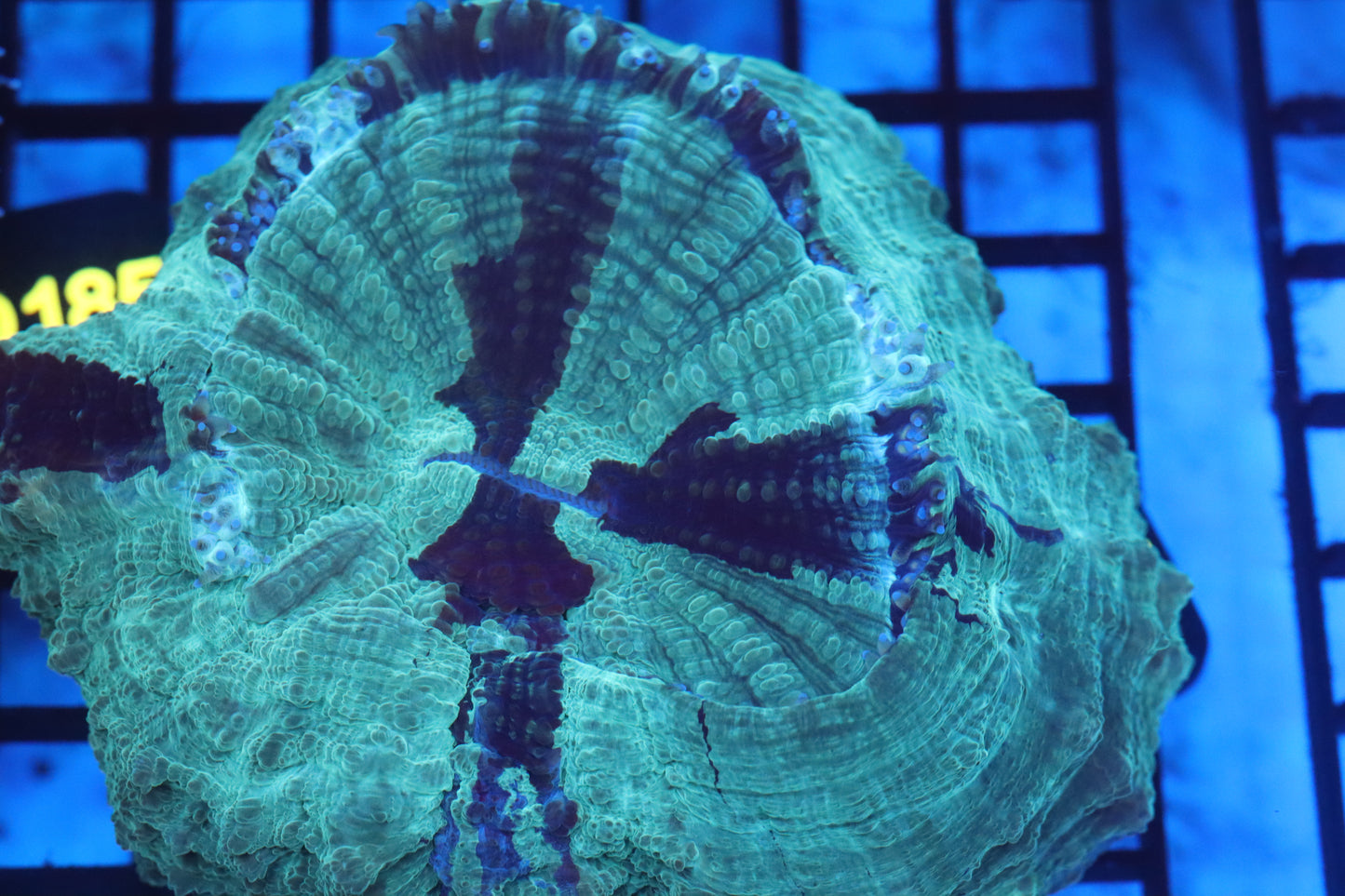 Aussie Acantho (D193) Medium