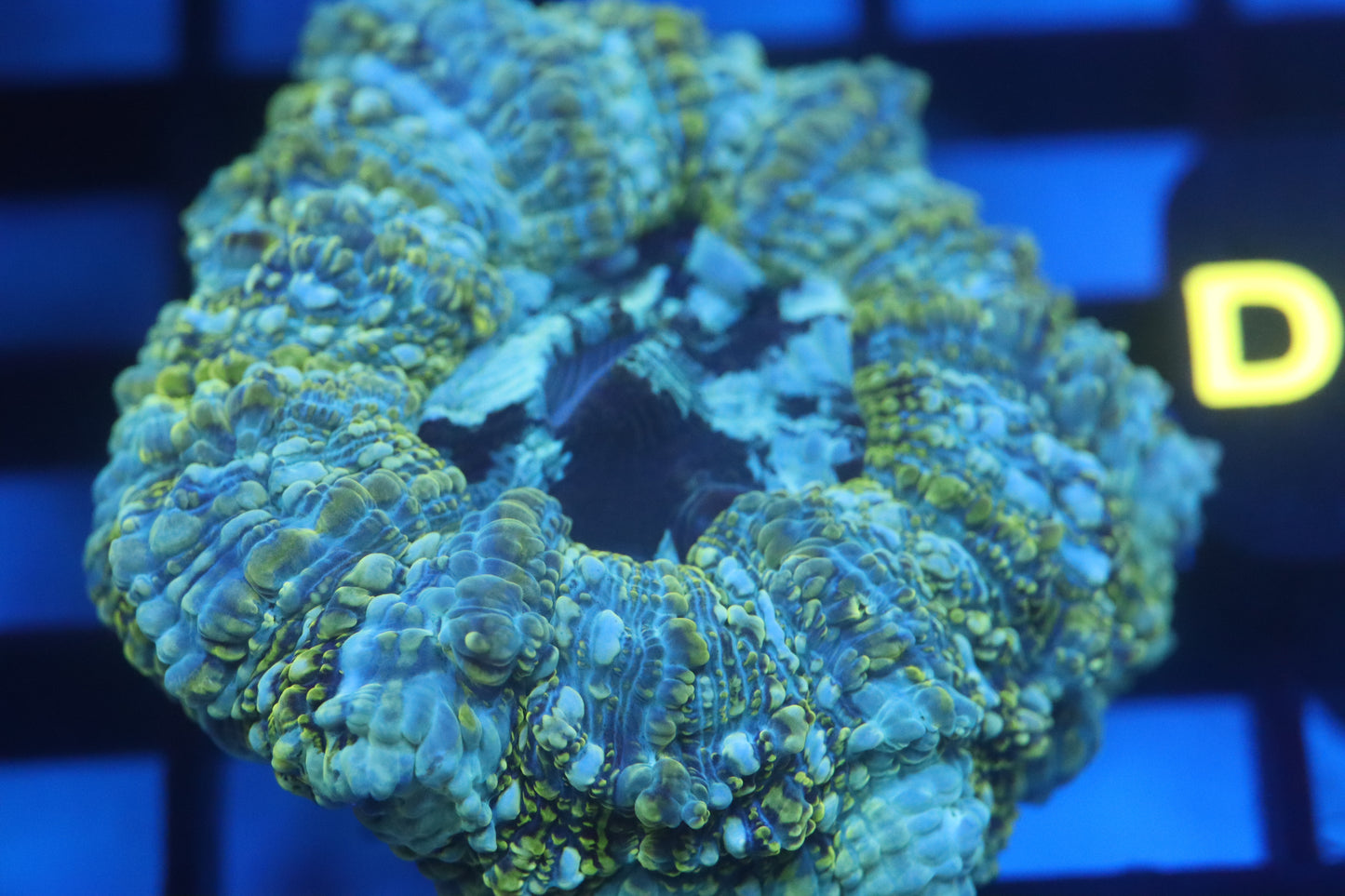 Aussie Acantho (D188) Small