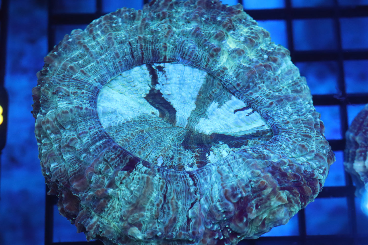 Aussie Acantho (D181) Medium