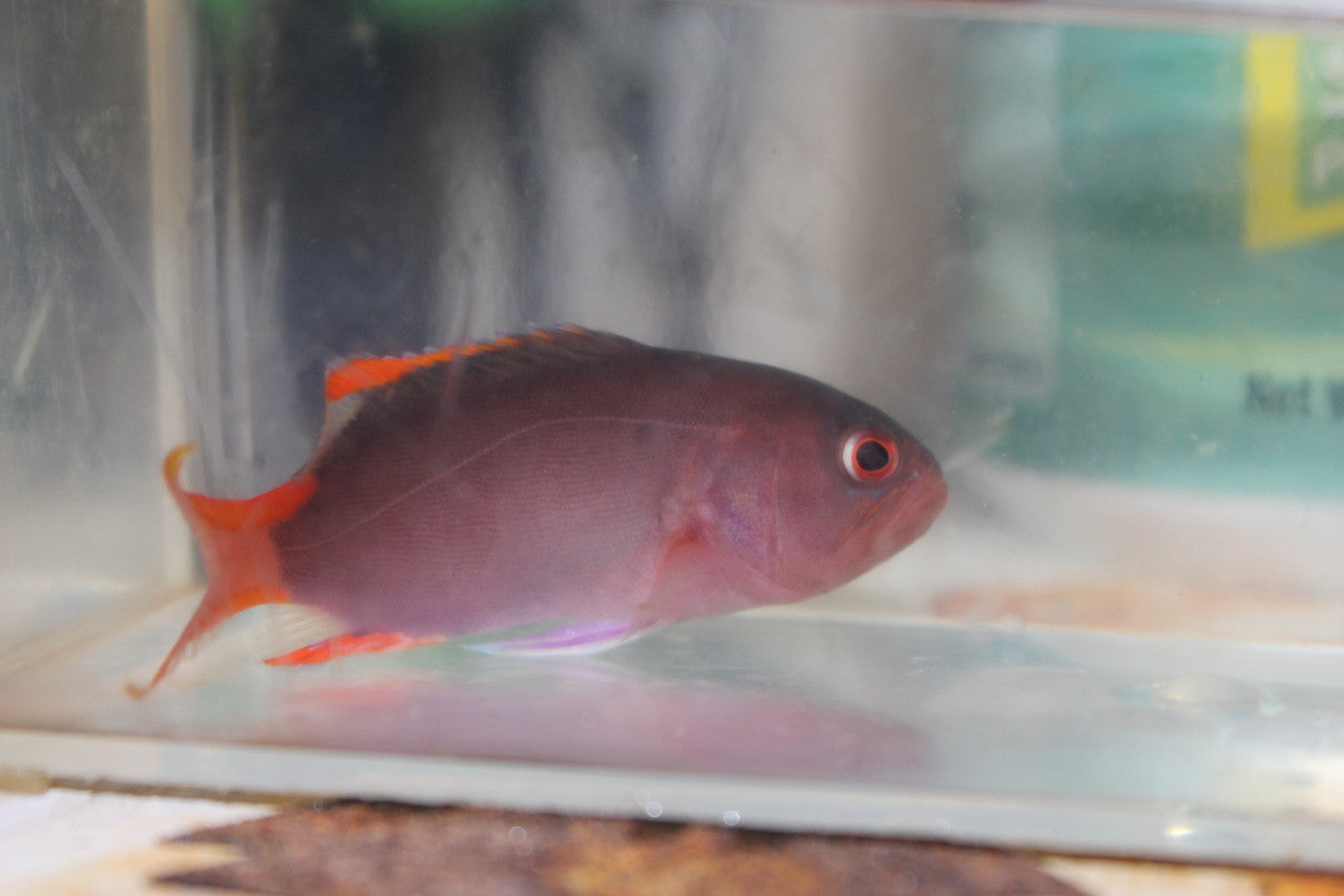 Purple Masked Grouper | Gracila albomarginata (4")