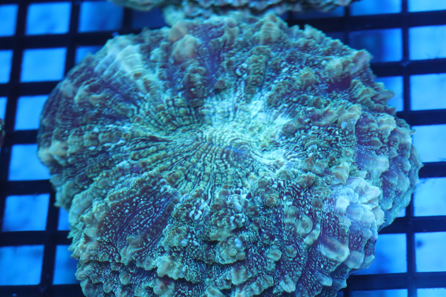 Aussie Acantho (D182) Medium