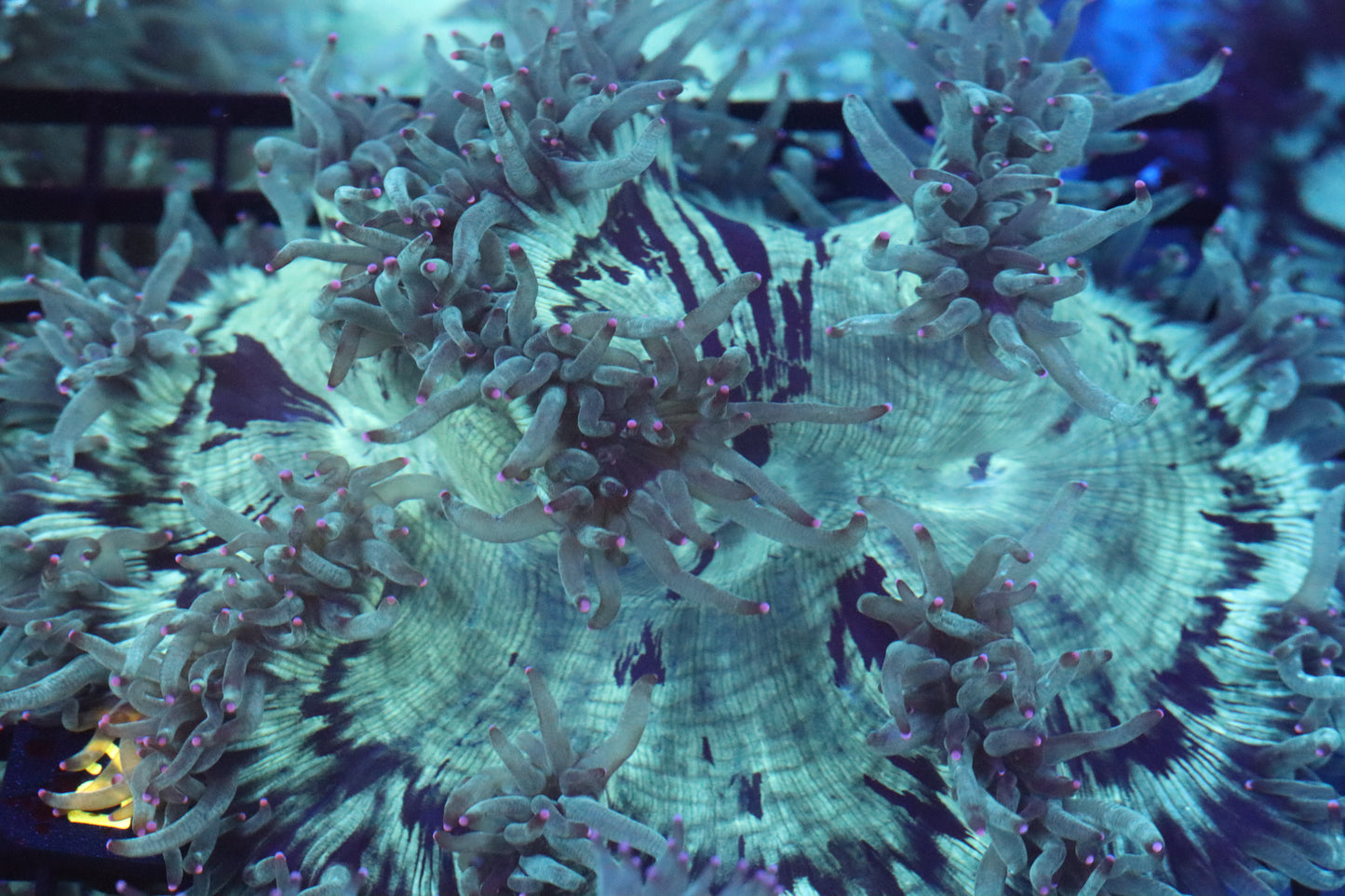 Pink Tip Elegance Coral (D21)