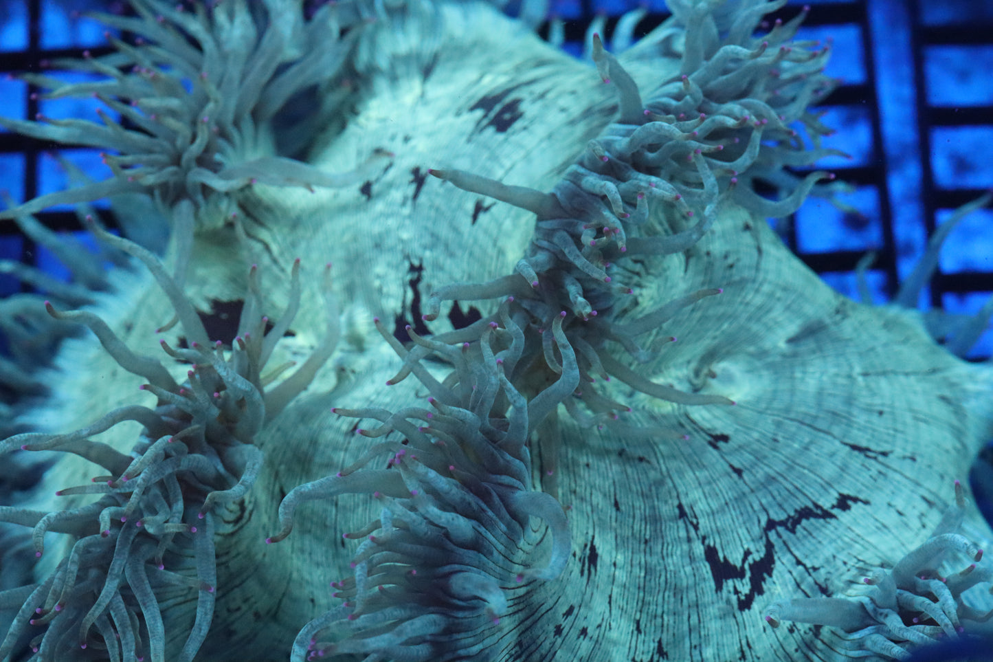 Pink Tip Elegance Coral (D226)