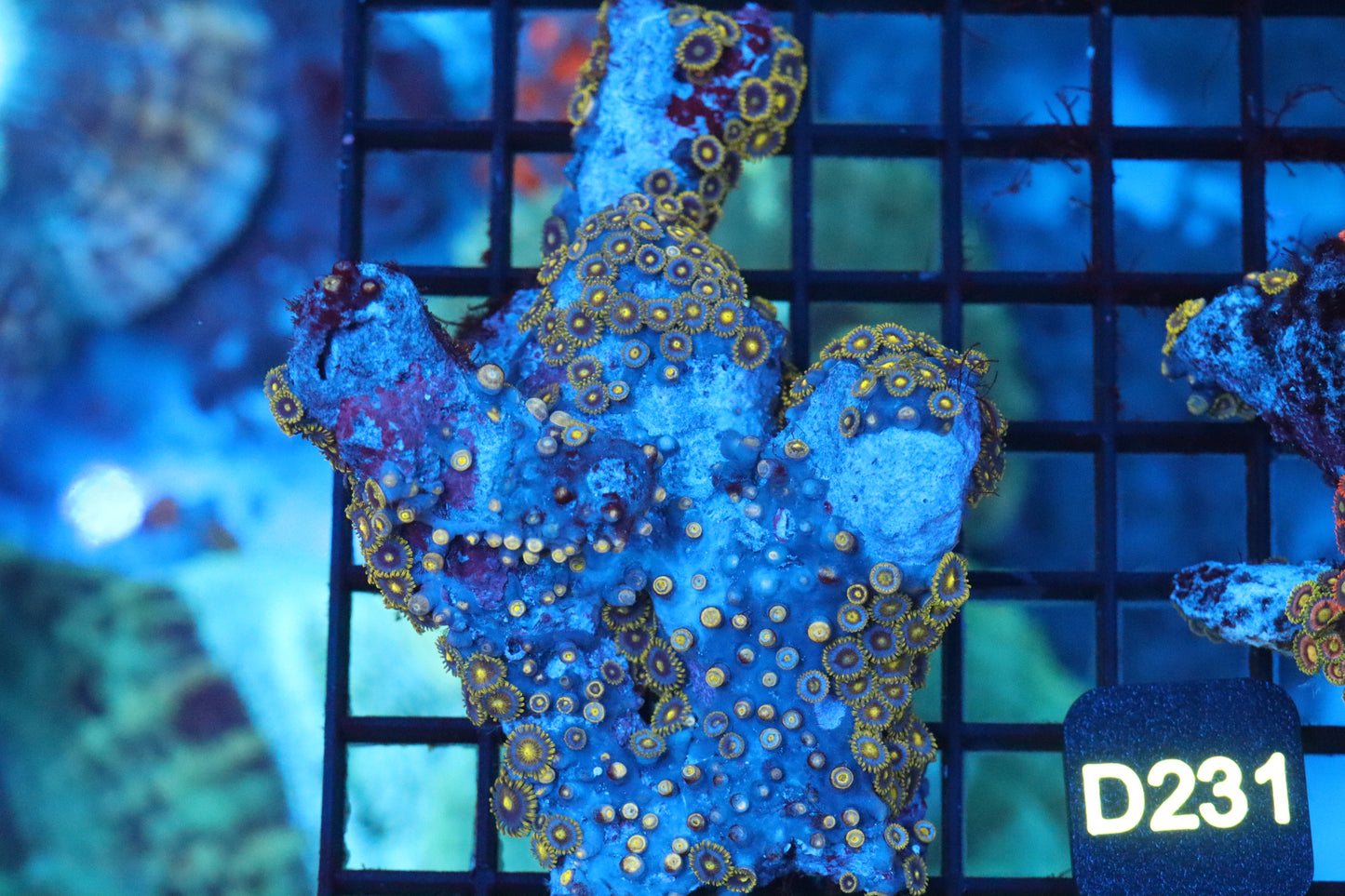 Zoa Colony on Live Rock (D231)