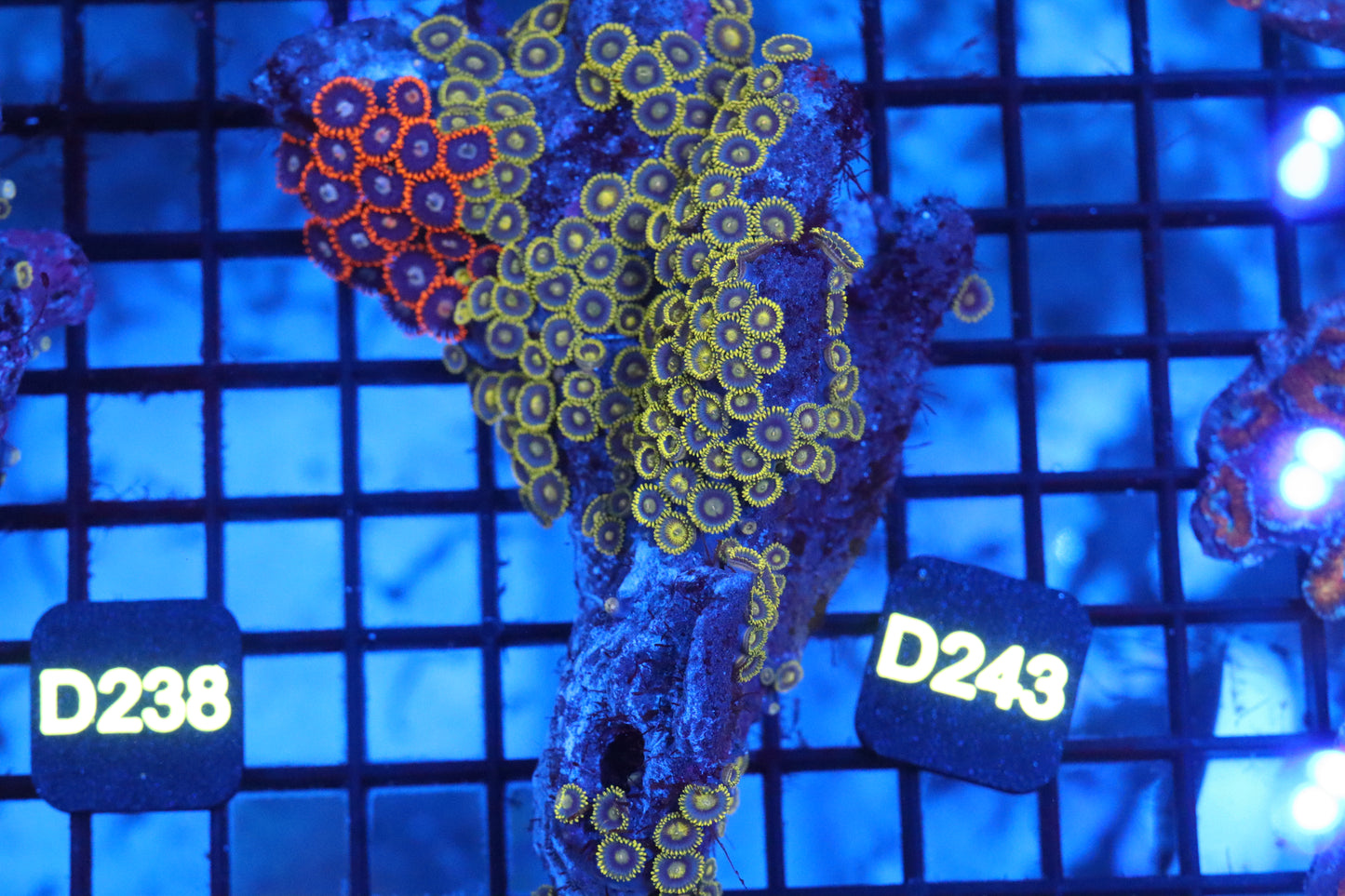 Zoa Colony on Live Rock (D243)