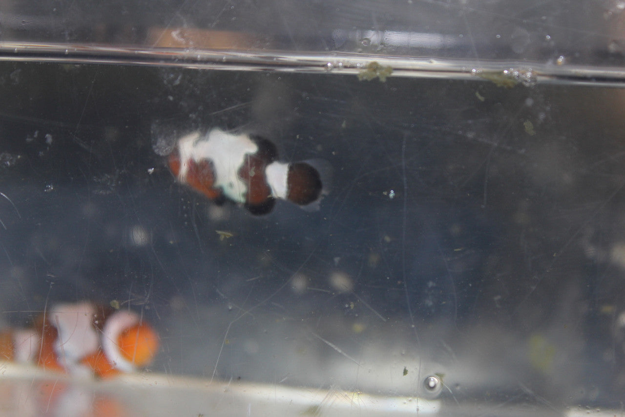 Black Frost Clownfish