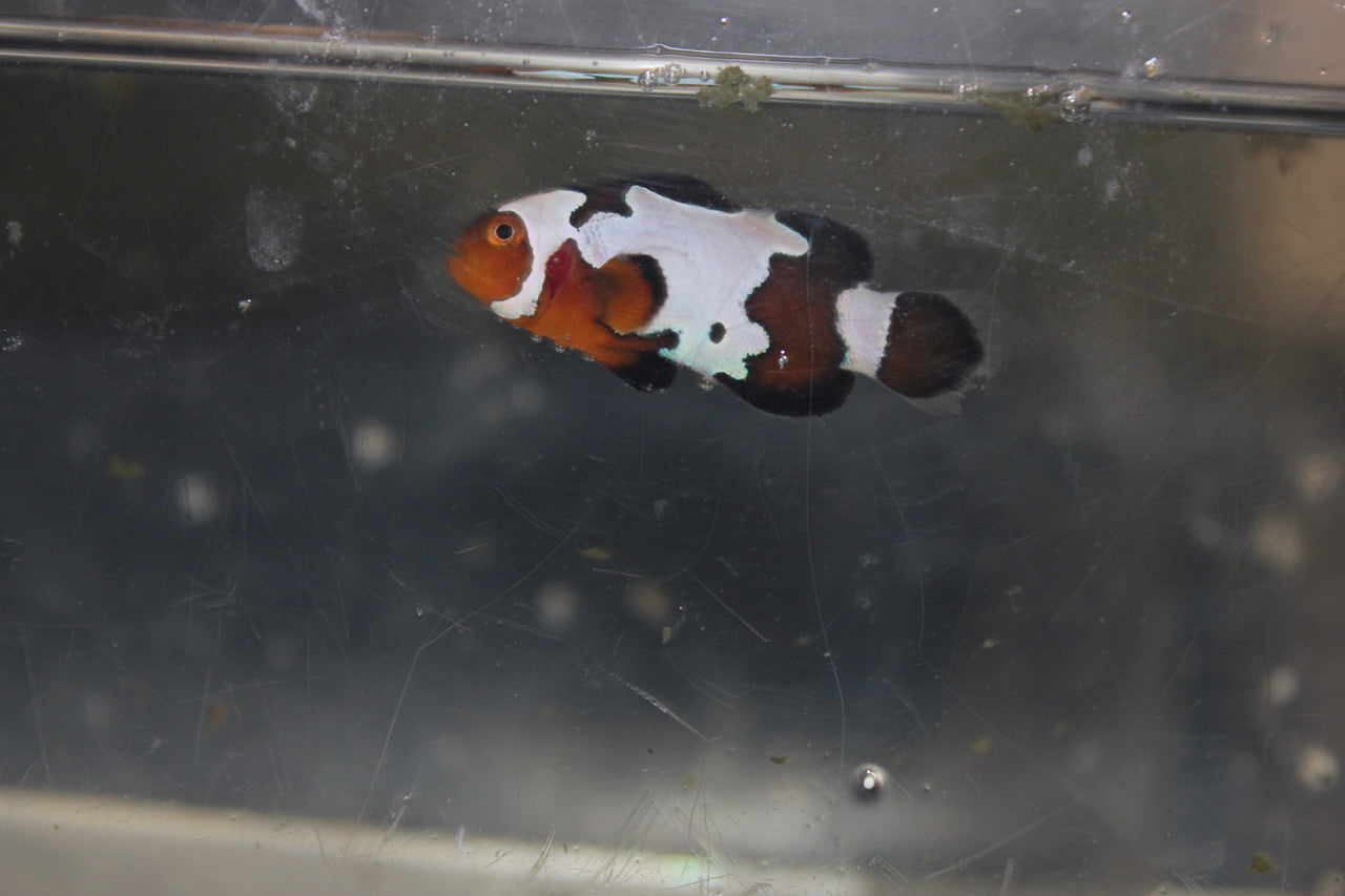 Black Frost Clownfish