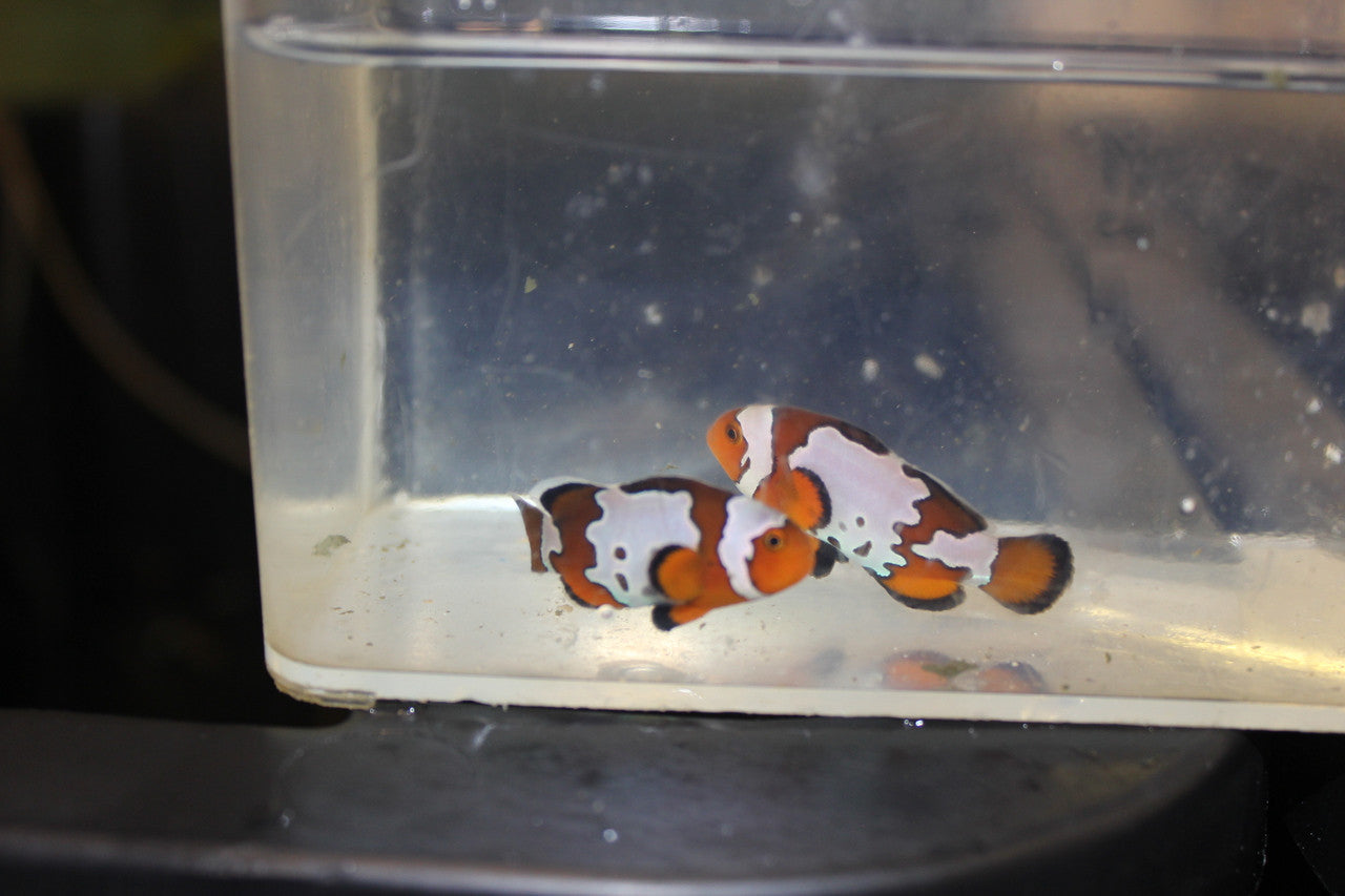 Crater Snowflake Clownfish
