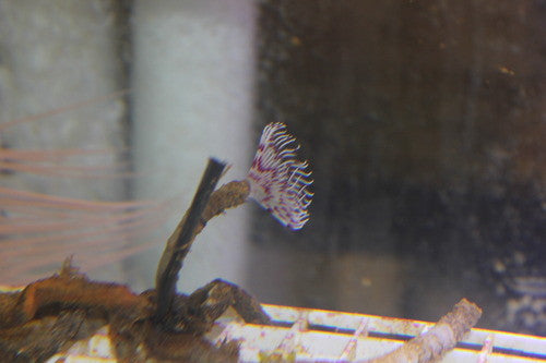 Red and White Feather Duster