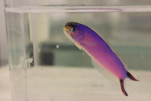Purple Tilefish (2-3”)