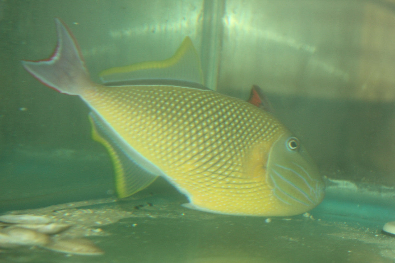 Crosshatch Trigger (Xanthichthys mento)-8" male