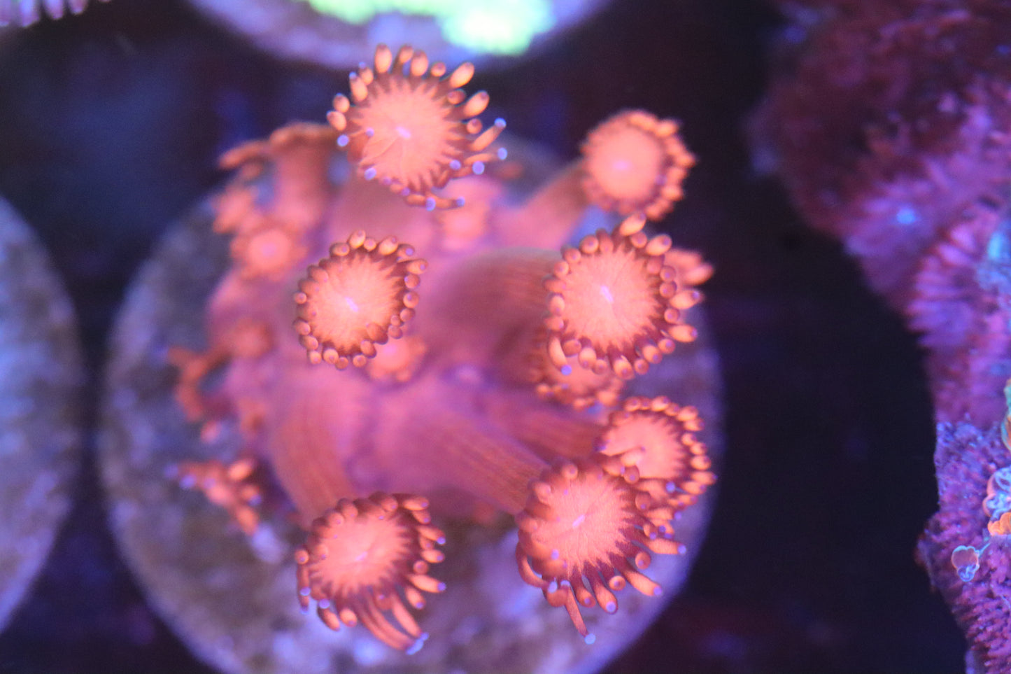 Hot Pink Goni (B54)