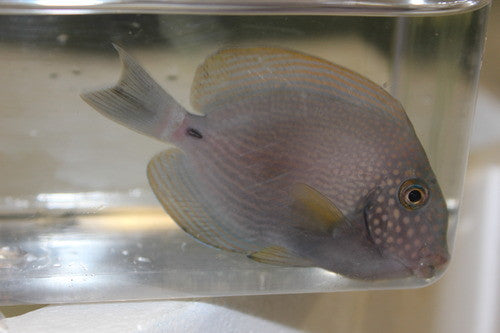 White Freckeled (maculiceps) Tang (5-6")