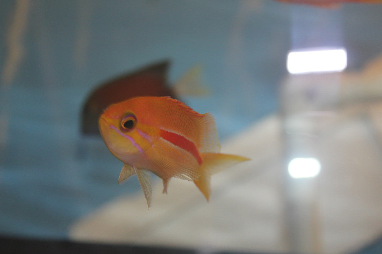 Red Stripe Anthias(6" super male)