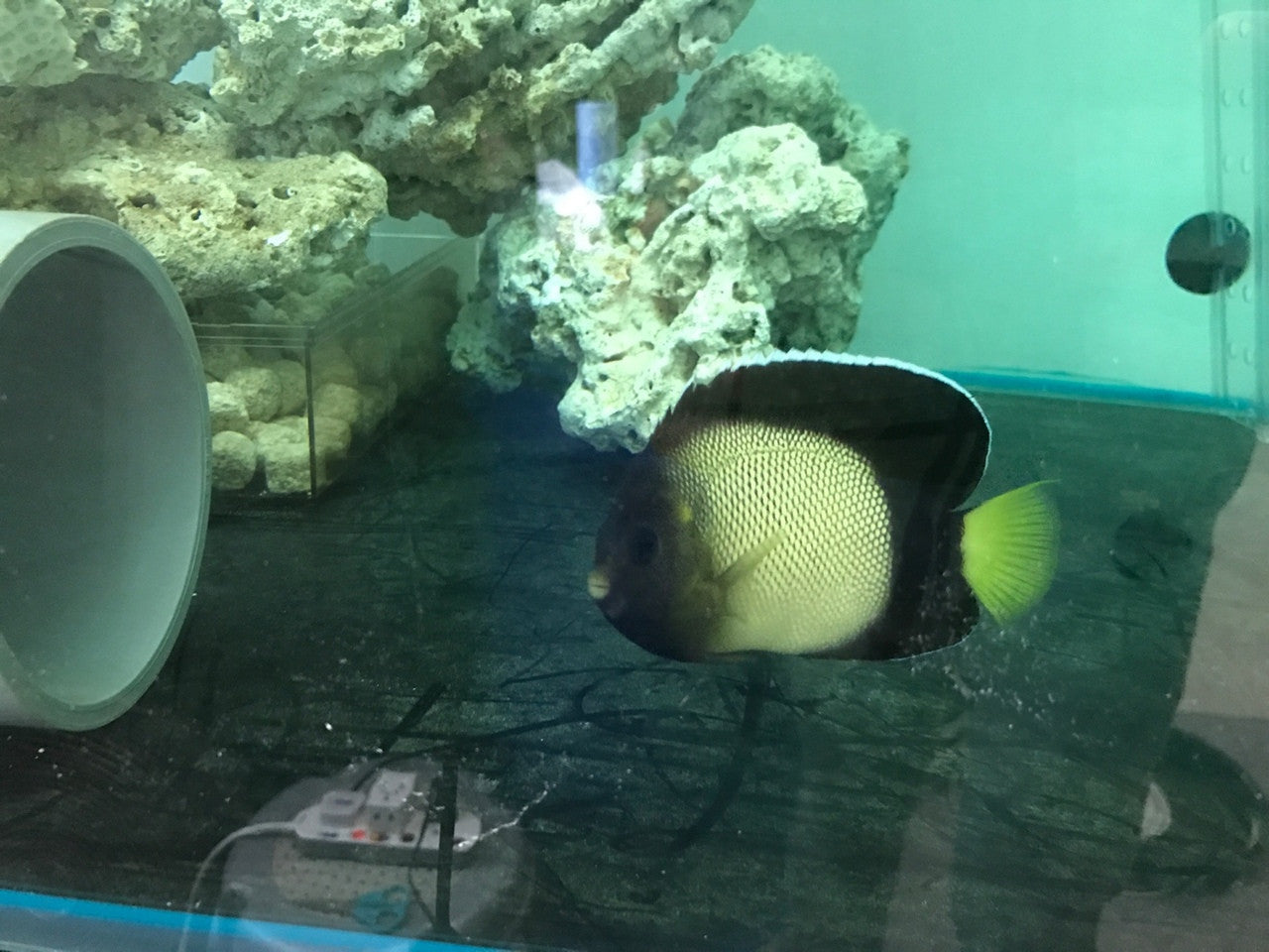 Yellow Ear/Red Sea Angel | Apolemichthys Xanthotis (3")