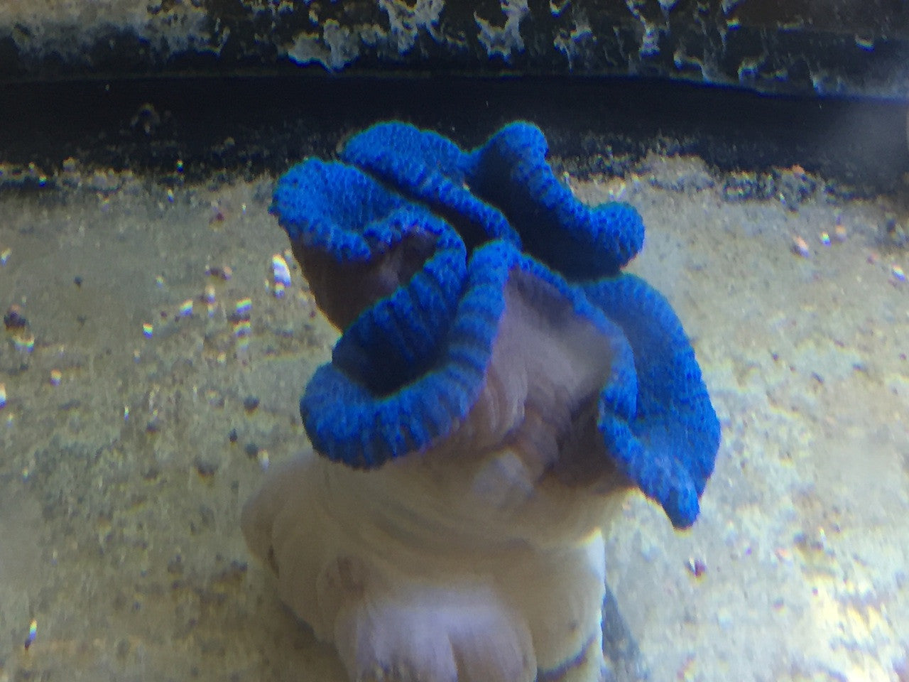 Carpet Anemone-Blue Haddoni (6")