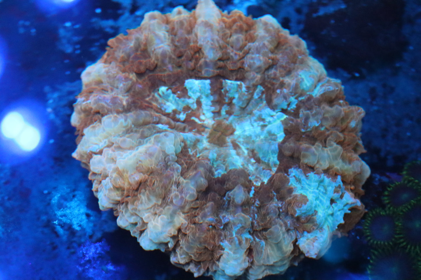 Peach Belini Acantho (A170) Small