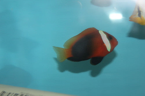 Cinnamon Clownfish