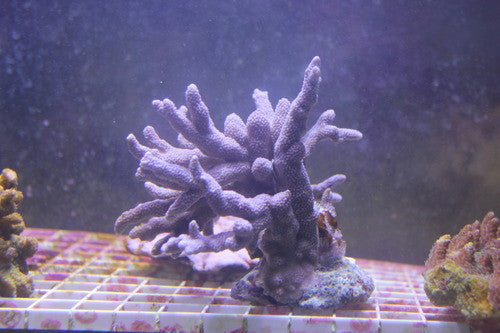 Acropora Purple Digi - 2" frag