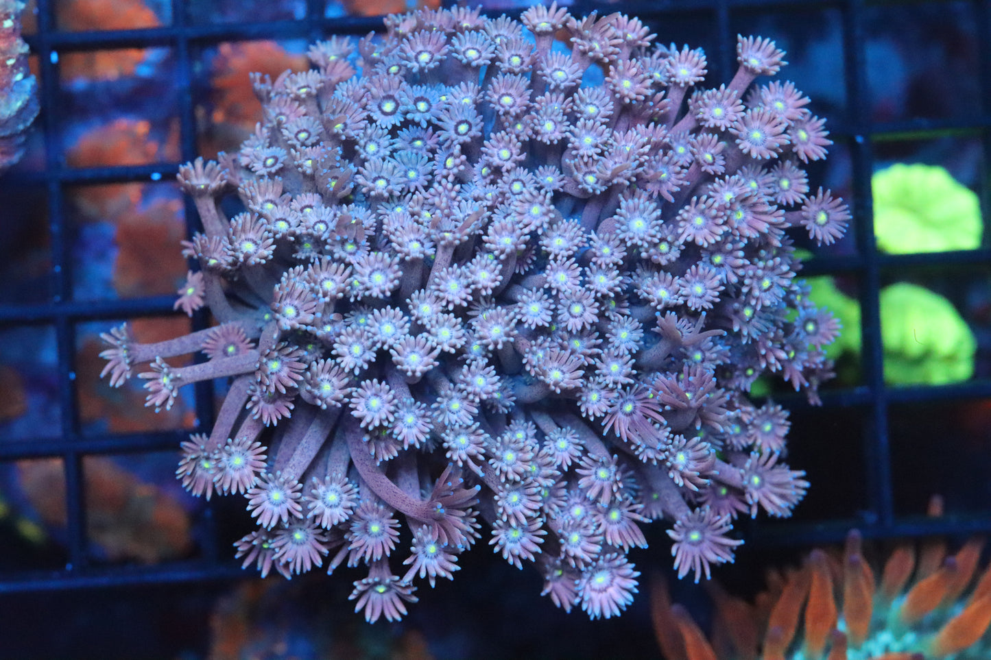 Goni Mini Colony (A189)