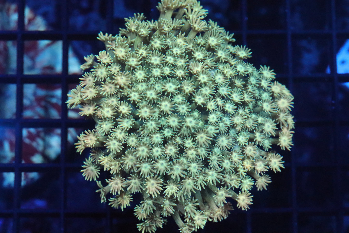 Goni Mini Colony (A187)