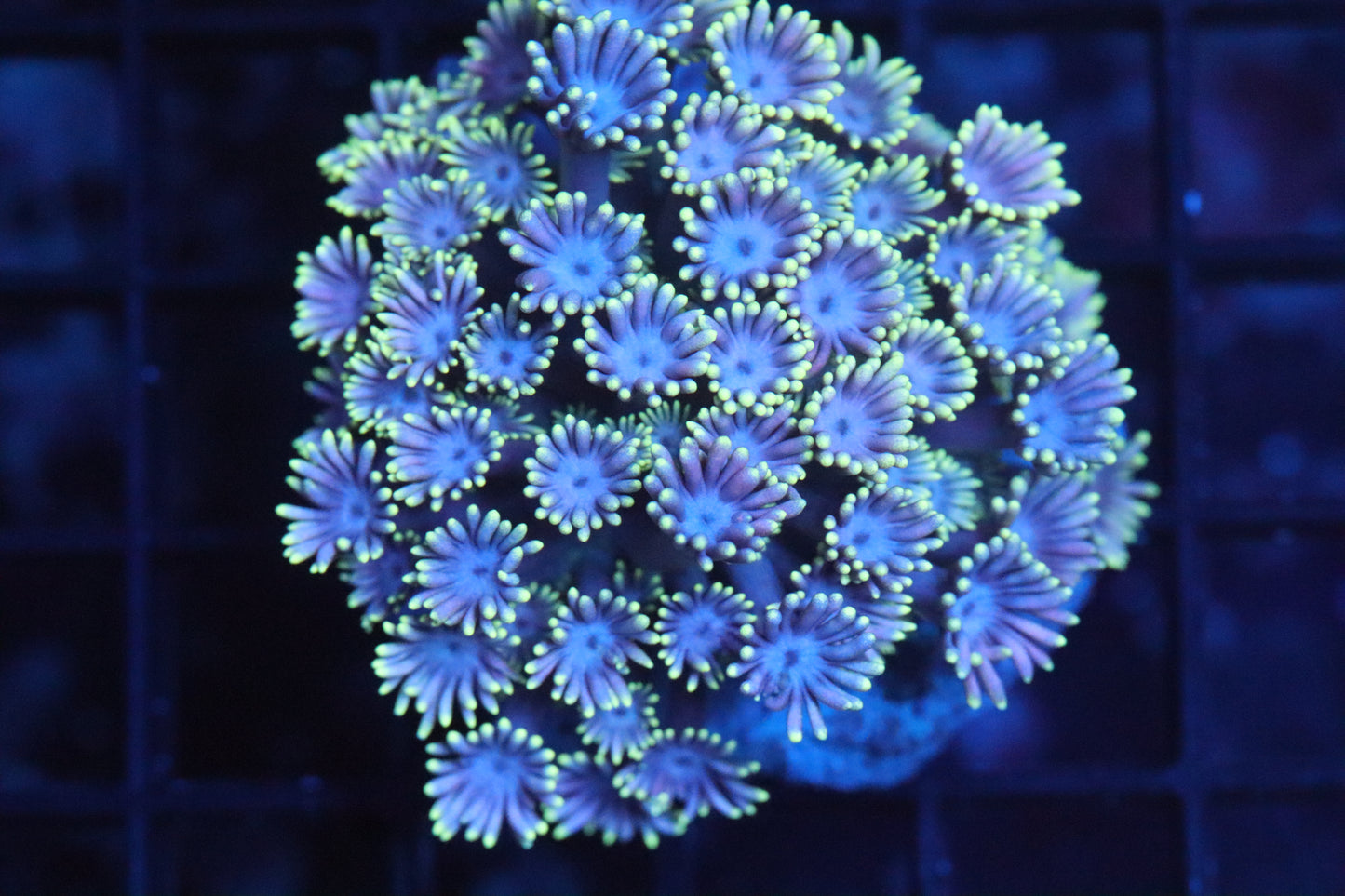 Goni Mini Colony (A177)
