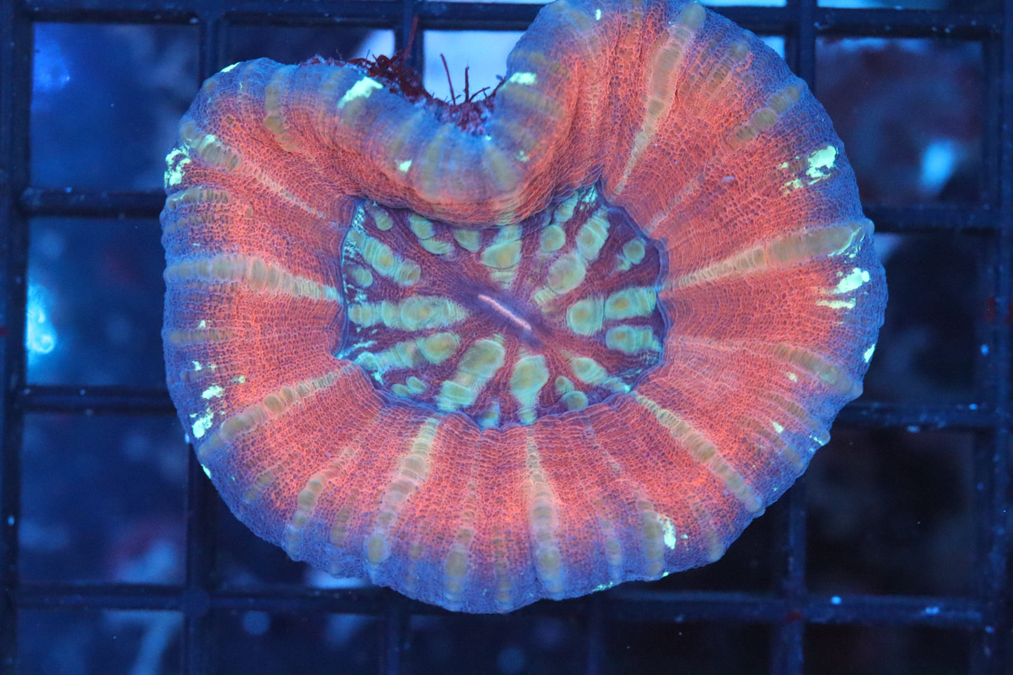 Aussie Pink Scoly (B106)