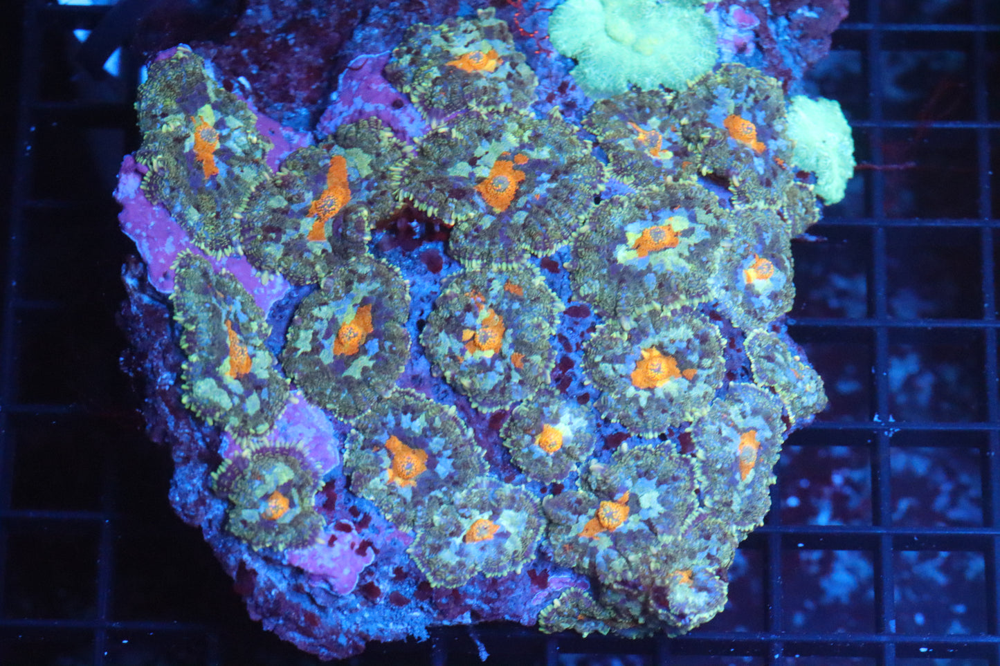 Rhodactis Mushroom Colony (B76)