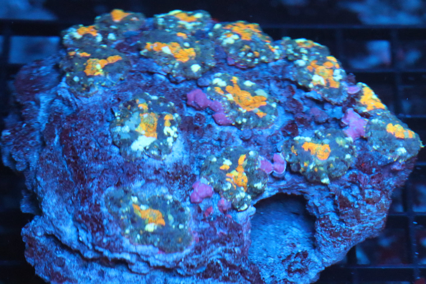 Rhodactis Mushroom Colony (B80)