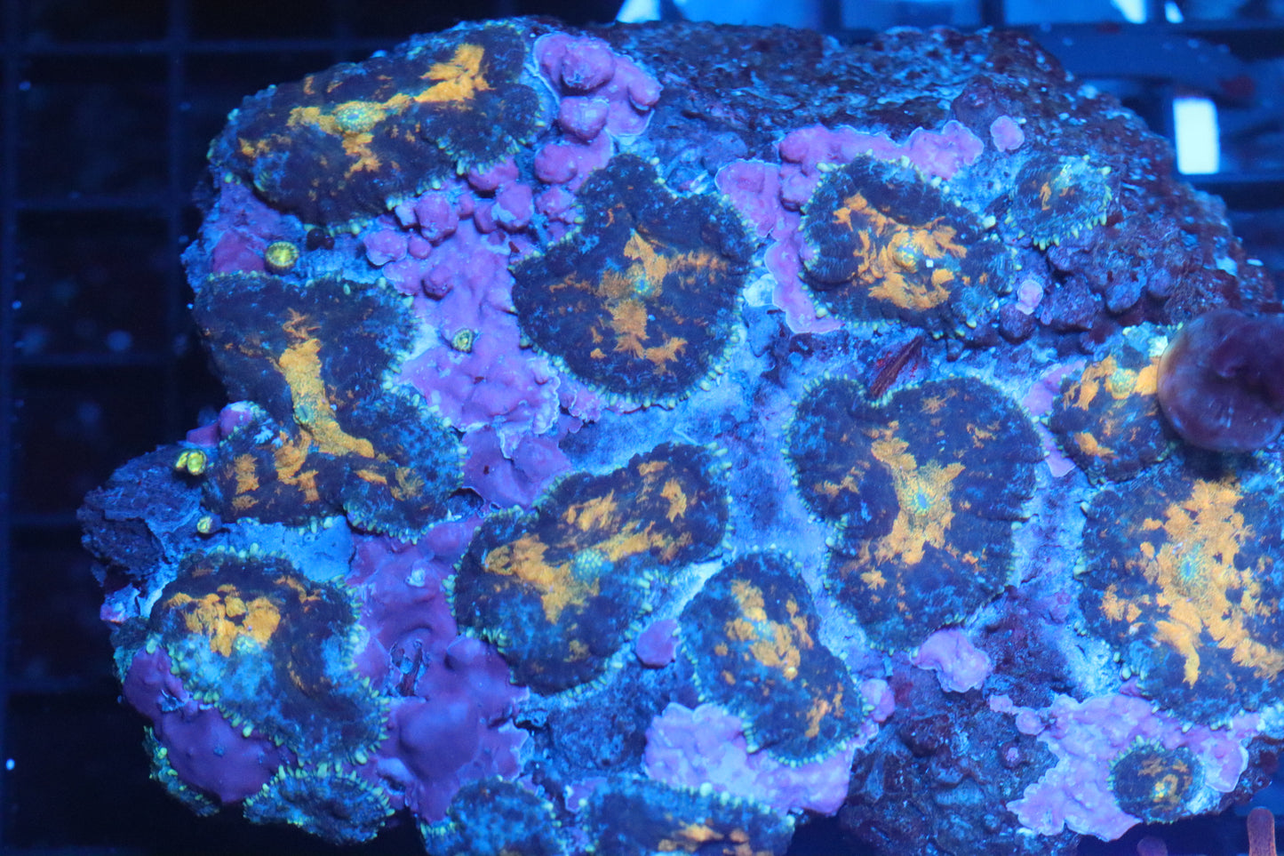 Rhodactis Mushroom Colony (B83)