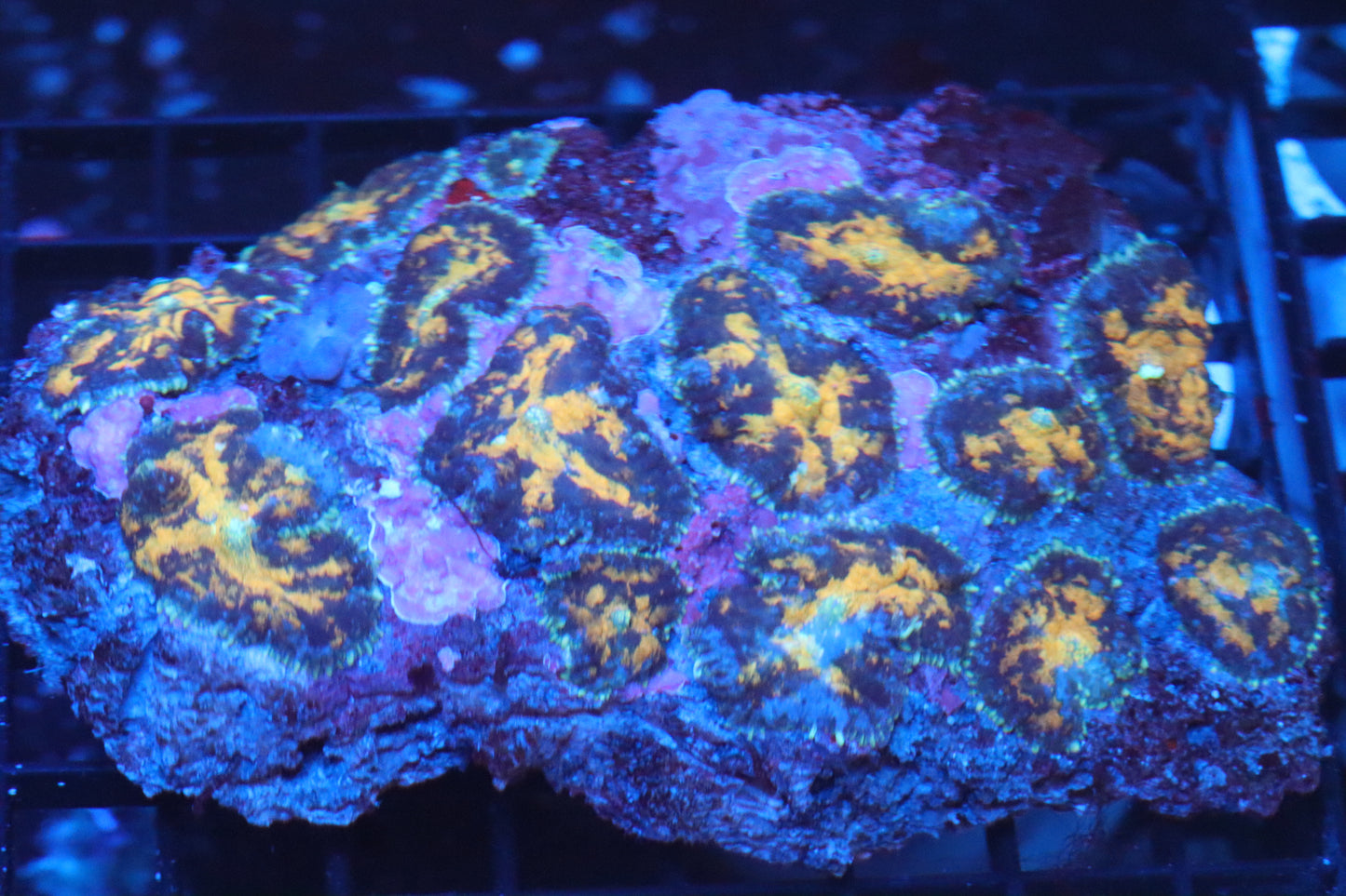 Rhodactis Mushroom Colony (B85)