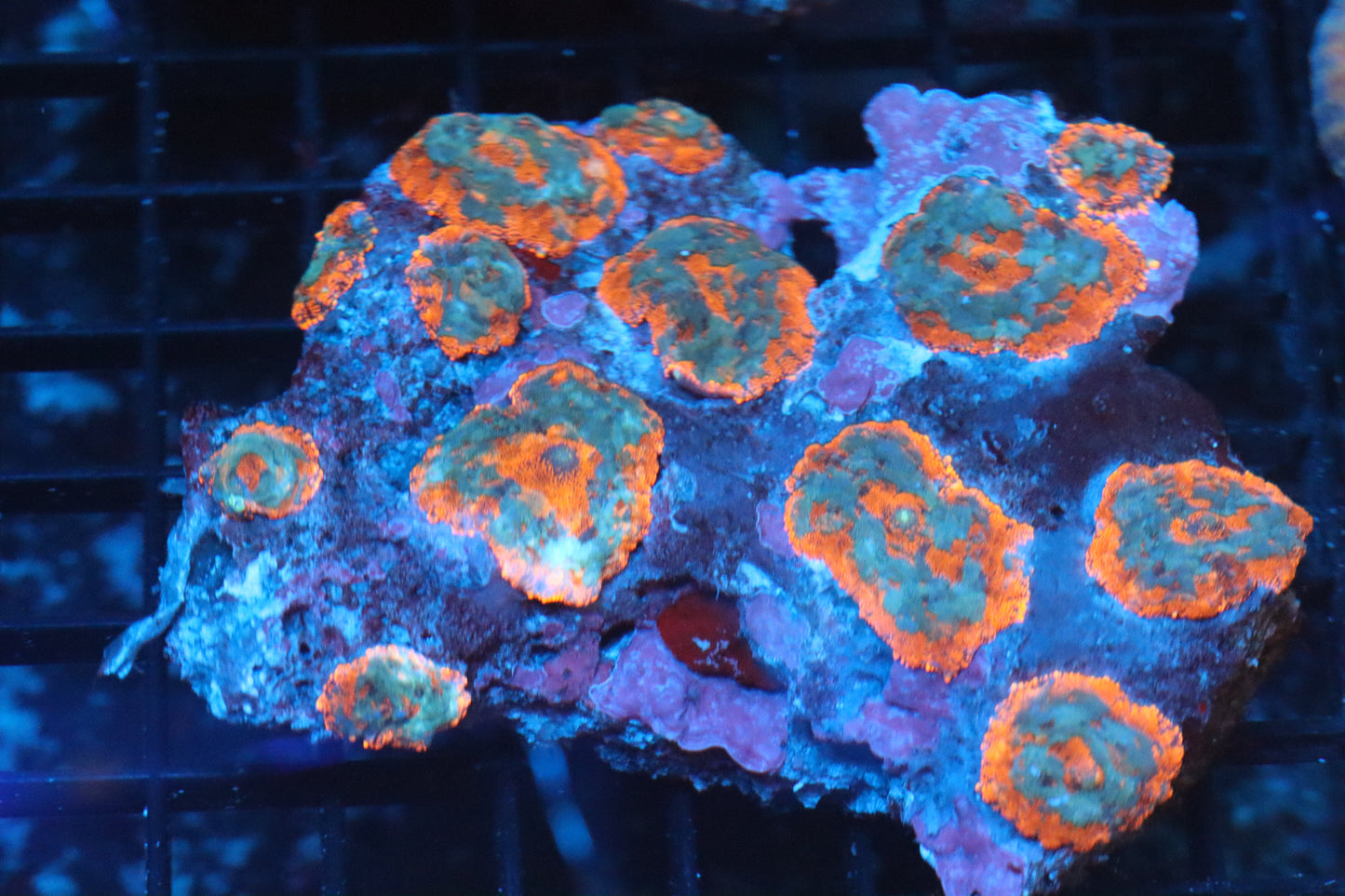 Rhodactis Mushroom Colony (B86)