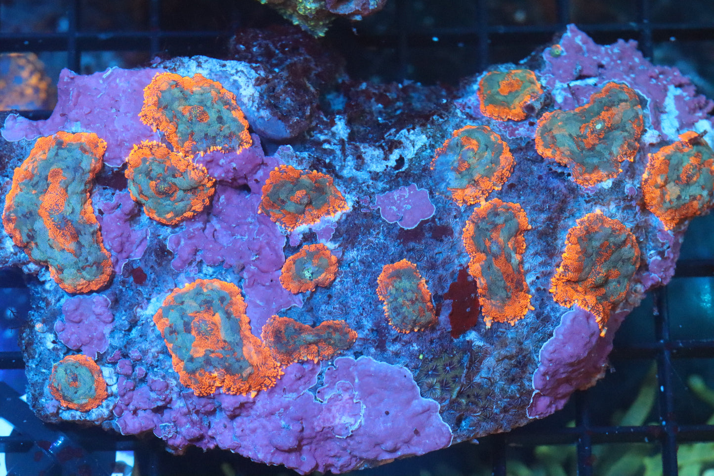 Rhodactis Mushroom Colony (B149)
