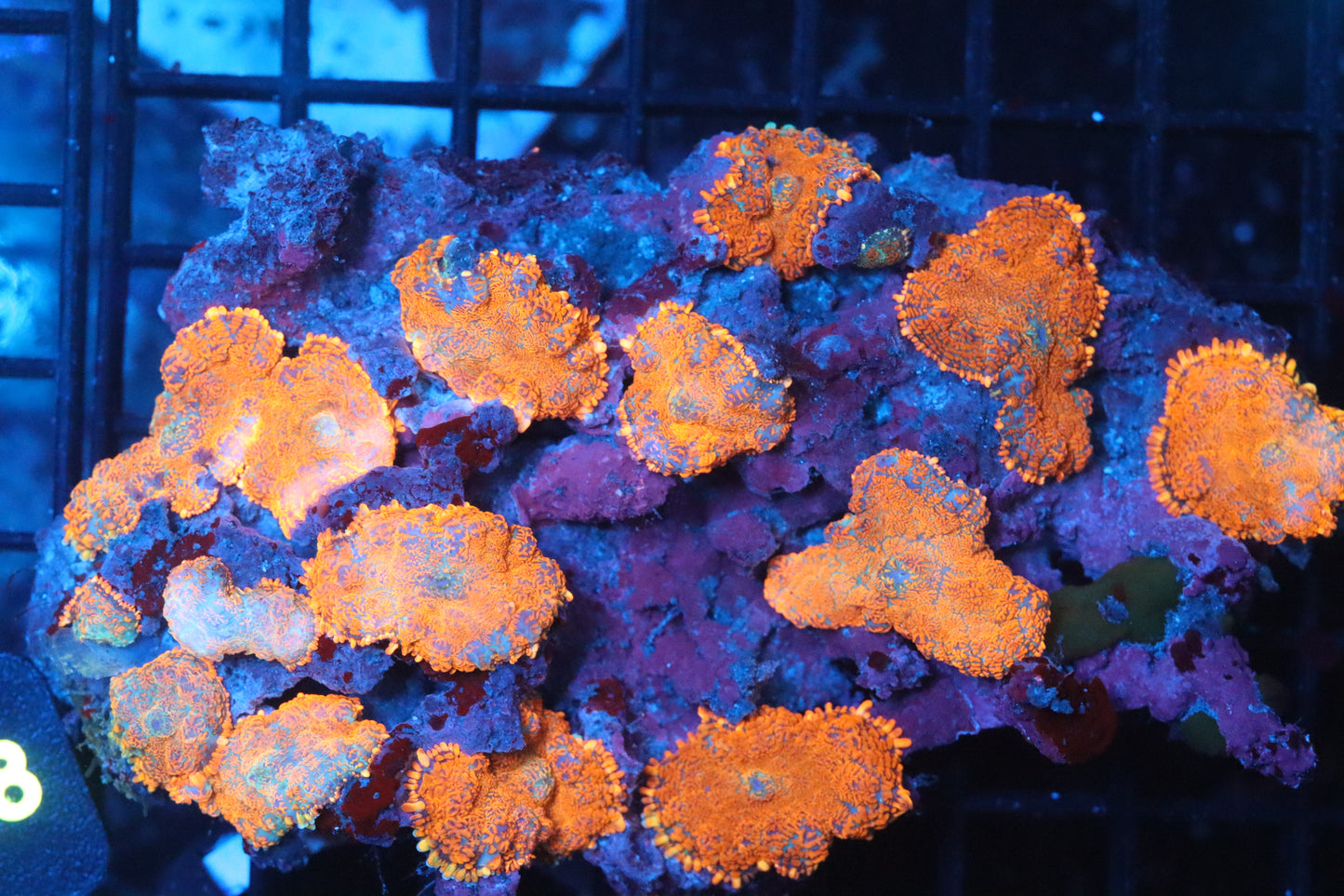 Rhodactis Mushroom Colony (B141)